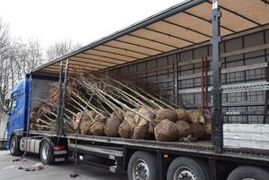 Große Baumlieferung am Baubetriebshof: Die Jungbäume werden demnächst an verschiedenen Stellen im Stadtgebiet gepflanzt. Foto: Stadt Lippstadt