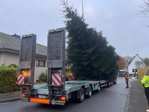 Die Tanne für den Weihnachtsmarkt 2024 wird abgeholt