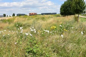 Blühende Vielfalt am Schanzenweg. Foto: Stadt Lippstadt