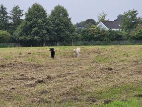 Auf der Hundewiese besteht für Hunde die Möglichkeit, frei zu laufen und zu spielen. Foto: Stadt Lippstadt