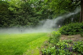 Nebelweg in Bad Waldliesborn