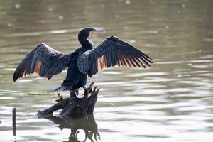 Wasservogel