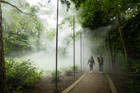 Nebelweg in Bad Waldliesborn