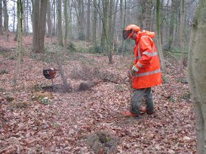 Geschützt unter den Kronen der älteren Bäume können die Rot- und Weißbuchen wachsen. Foto: Stadt Lippstadt