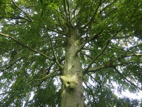 Baumführung Bad Waldliesborn 