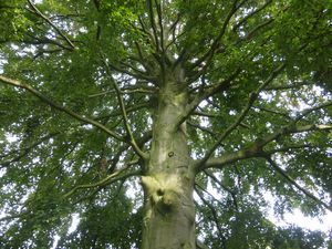 Baumführung Bad Waldliesborn 