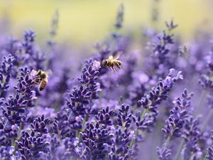 Bild: Lavendel und Bienen