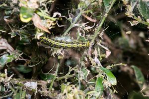 Vom Buchsbaumzünsler befallene Pflanzen haben meist kaum noch Blätter und sind oftmals von den Raupen eingespinnt. Die Pflanzen können über die Biotonne entsorgt werden. Foto: Pixabay