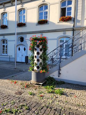 Die Geranien in den Blumensäulen am Rathaus wurden herausgerissen. Foto: Stadt Lippstadt