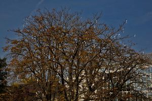 Der Glitzerbaum am Lippebug. Foto: Werner Hannappel