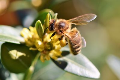 Biene auf einer Blüte