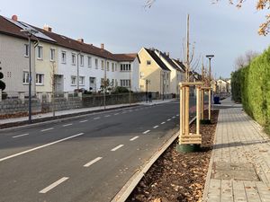An der Westernkötter Straße wurden 58 Bäume neu gepflanzt, sodass hier bald wieder eine Allee entstehen kann. Foto: Stadt Lippstadt