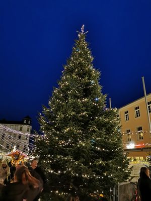 große Tanne (c) Silke Baitinger