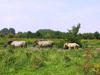 Lippeauen Radtour 