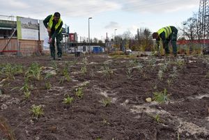 Der Kreisverkehr an der Rixbecker Straße wird aktuell bepflanzt. Foto: Stadt Lippstadt