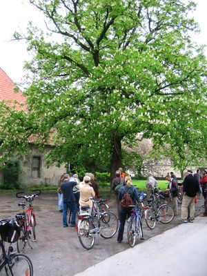 Baum-Radtour