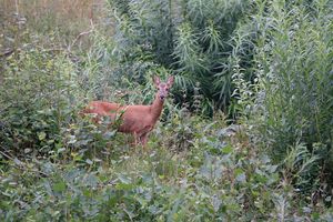 Fotografie_Roswitha Fischer