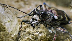 Sandlaufkäfer Foto: Imago Peter Hoffmann