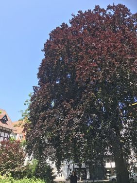 Die Blutbuche im Postpark ist einer der imposantesten Bäume in der Altstadt. Foto: KWL