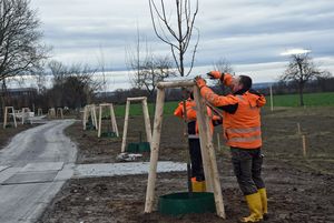 Bäume soweit das Auge reicht: Am Alleenweg warten zahlreiche Feldahorne auf einen Baumpaten. Foto: Stadt Lippstadt