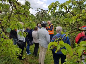 Von der Streuobstwiese zur Obstplantage