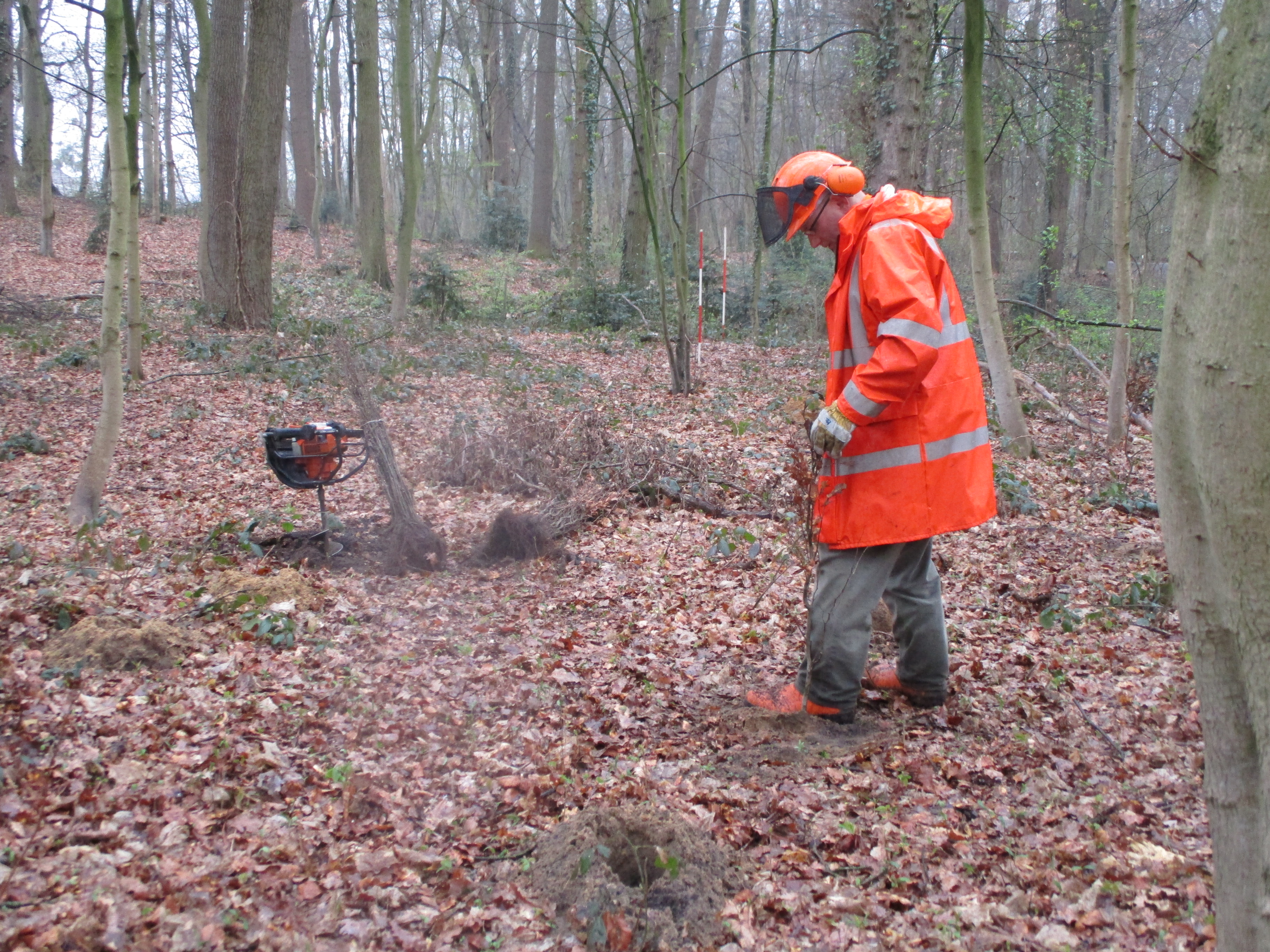 Geschützt unter den Kronen der älteren Bäume können die Rot- und Weißbuchen wachsen. Foto: Stadt Lippstadt