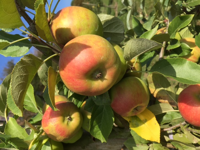 Obstbaumführung