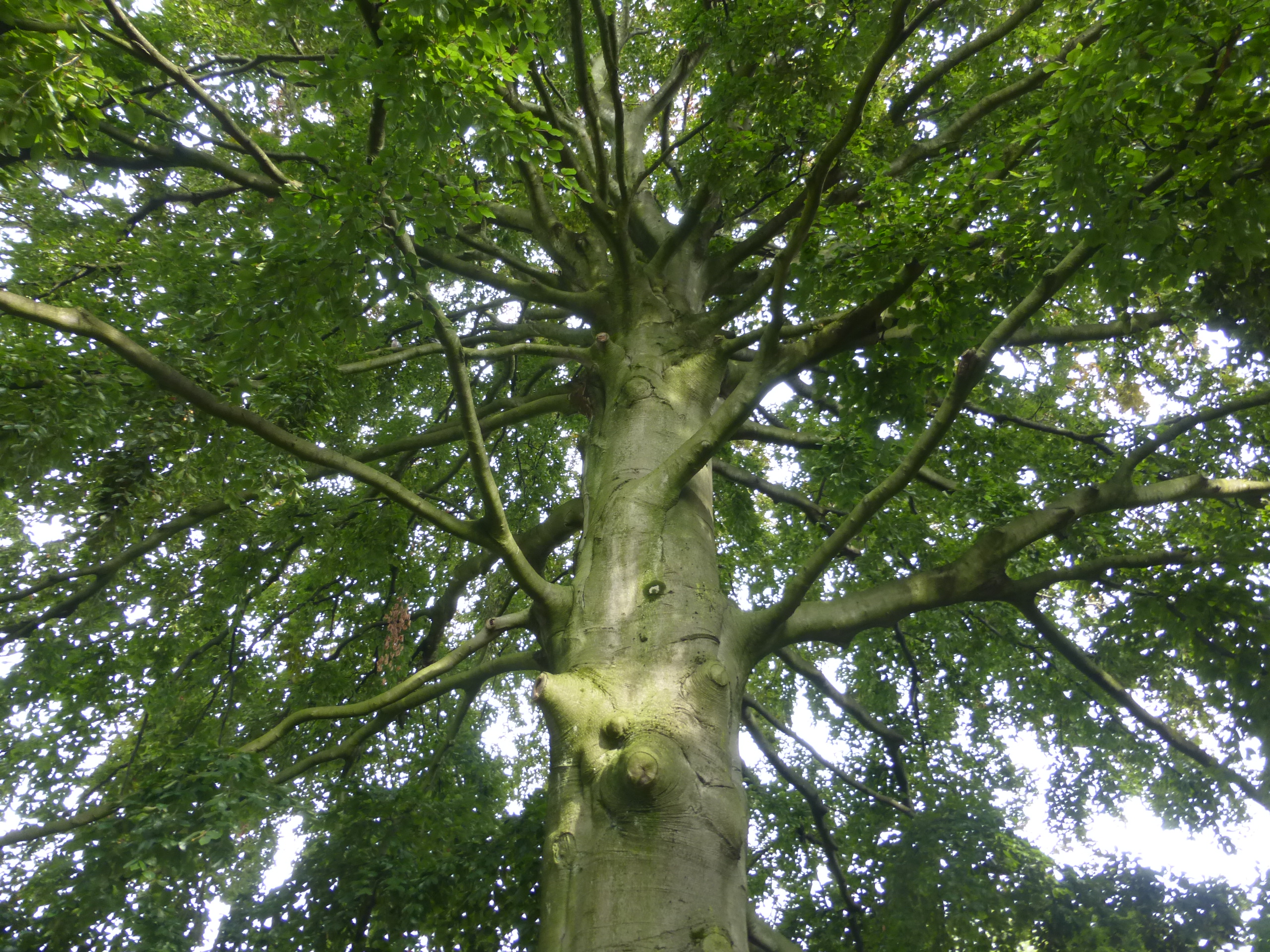 Baumführung Bad Waldliesborn 