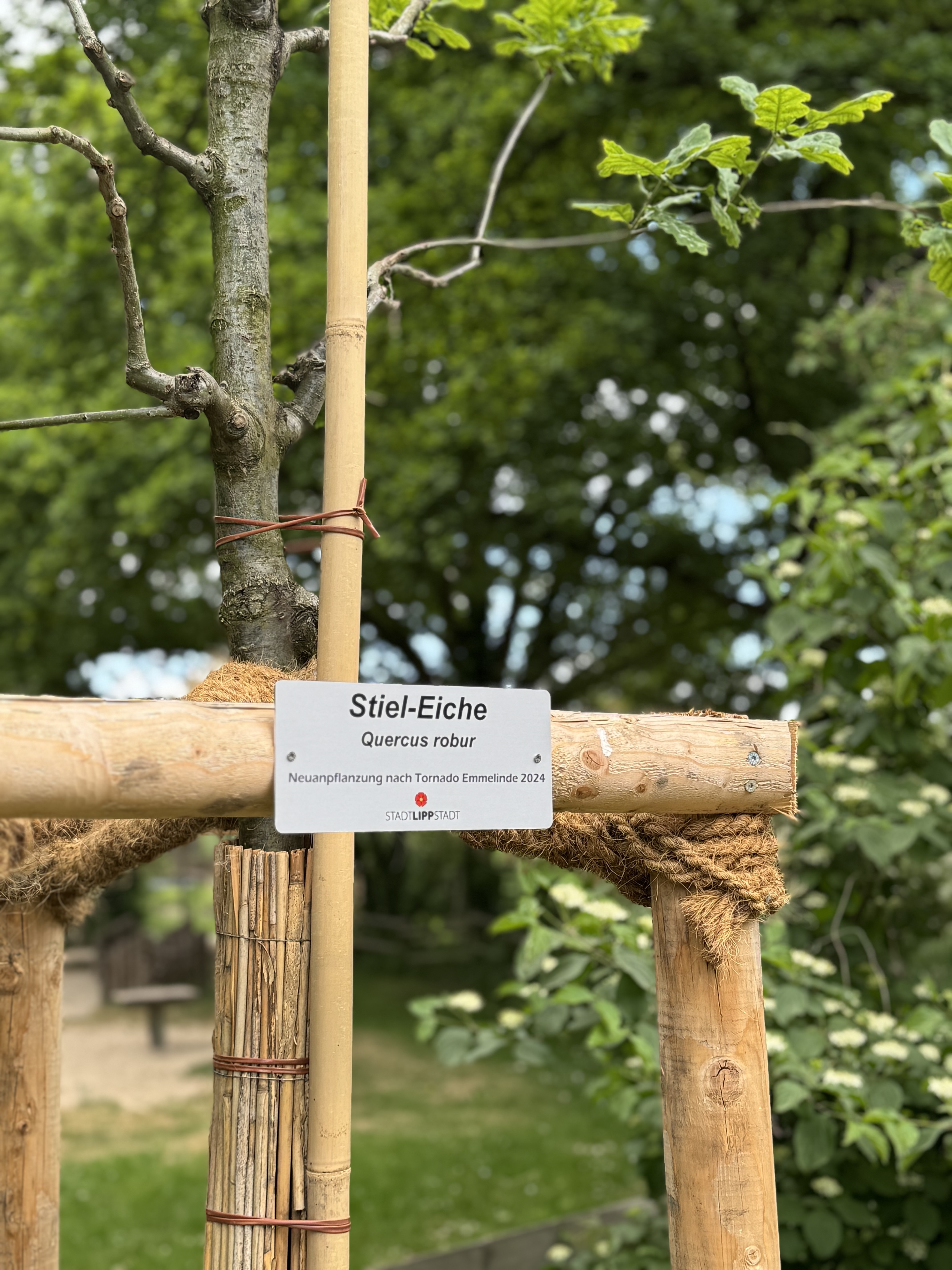 In den vergangenen Jahren hat die Stadt Lippstadt umfangreiche Neupflanzungen nach dem Tornado vorgenommen – wie zum Beispiel im Grünen Winkel. Hier sind die entsprechenden Bäume mit einer Plakette gekennzeichnet. Foto: Stadt Lippstadt